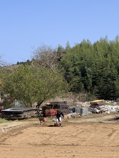 4月7日の田山建設・シンボルツリーはアオダモです