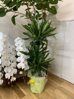 幸せなことが続いています