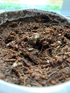 四葉のクローバー成長記録