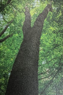 樹のはなし～ブラックチェリー