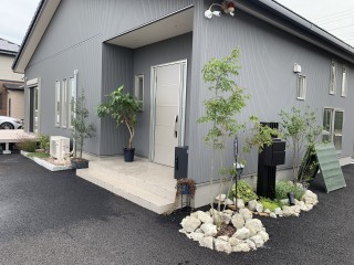 ゴムの木に白い何かが繁殖してる