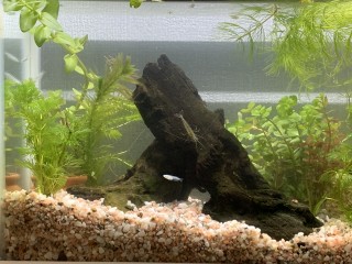 めだかのお引っ越し