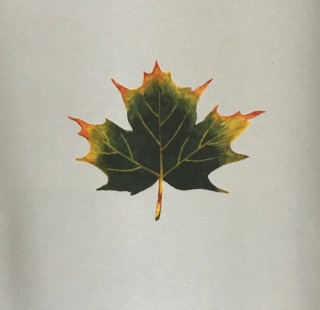 木のはなし～ハードメープル