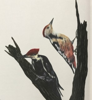 キツツキ/バークポケット