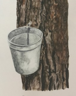 シュガーマーク/メープルシロップ