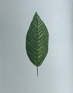 木のはなし～ブラックウォールナット