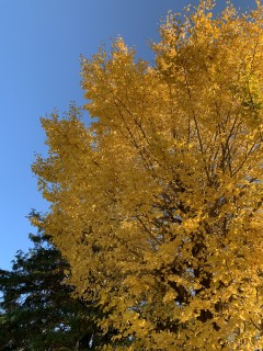 巻貝の復讐か？