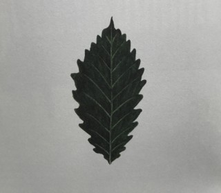 木のはなし～オーク