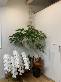 ゴムの木が紅葉？