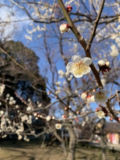 花粉、飛んでる？