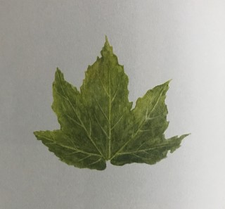 木のはなし～シカモア