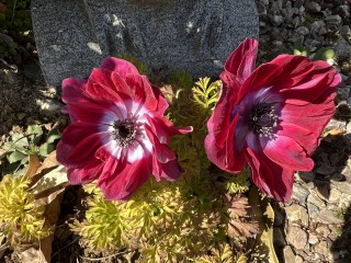 手づくり情報誌VOL74　発送準備完了