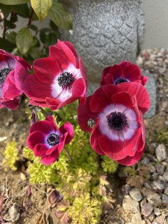 強い家に住むこと。この国では何よりの備えだ。