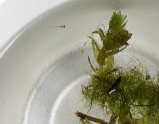 メダカの赤ちゃん