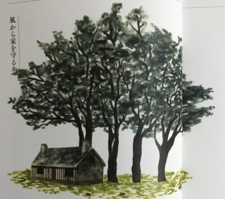 風から家を守る木