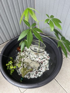 メダカのお引越し