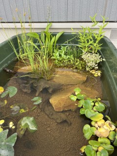 メダカのお家の模様替え