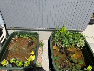 メダカのおうち事情