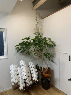 ゴムの木のその後