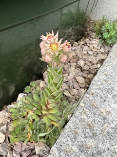 でえくの発送が遅れています