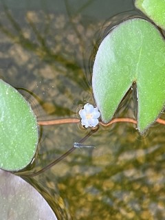 でえくが届くのが邪魔くさい方へ