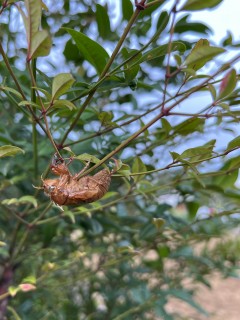 ２８日は整体DAY