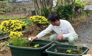祝！メダカの赤ちゃん誕生