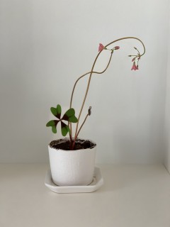 田山建設の家づくり・宅建業の登録