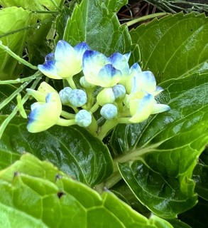 大雨が降り続いてます。