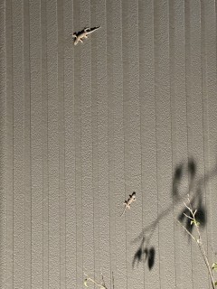 日本一のヤモリになる！