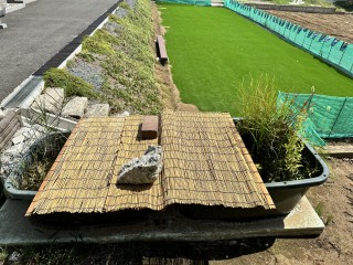 めだかビオトープの水温上昇