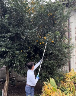 感謝祭で柚子をもらっていってくださいね。