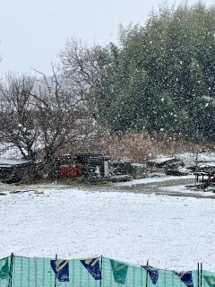 雪が降ってます