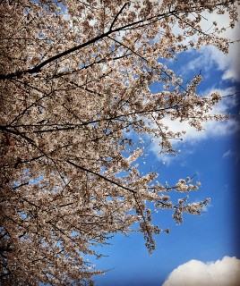 ４月１０日は何の日？