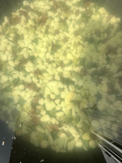 これ何の写真？