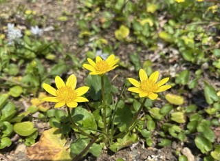 お孫ちゃん勢ぞろい