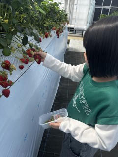 いちご狩り　やすださんちのスィーツ園