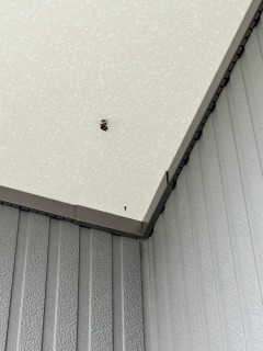 ハチの巣発見