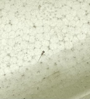 メダカの赤ちゃん第一号誕生