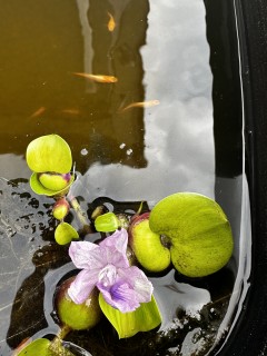 ホテイアオイに花が咲いた！