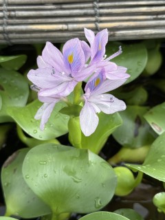 ホテイアオイの花