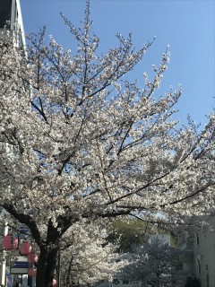 地震に強い家づくり4/5・桜
