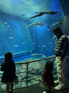お孫ちゃんと大洗水族館！