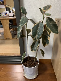 今年やりたいこと100からひとつ達成！