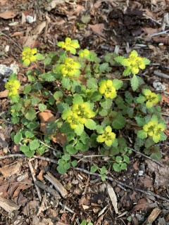 コロナが終息したらやりたいことpart2