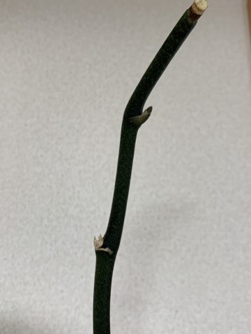 この花芽だけのびないんだよな～