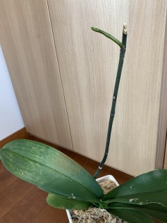 グングン成長しています