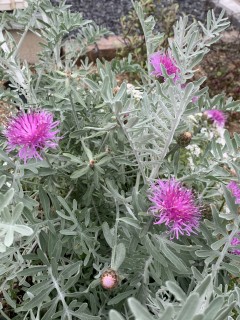 森からのお届け物？