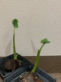 少しずつ通常の生活に戻ってきてるのかな