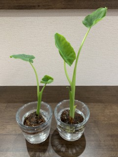 つぼみが膨らんできた！！！